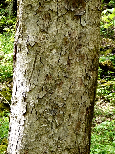 {Acer flava}